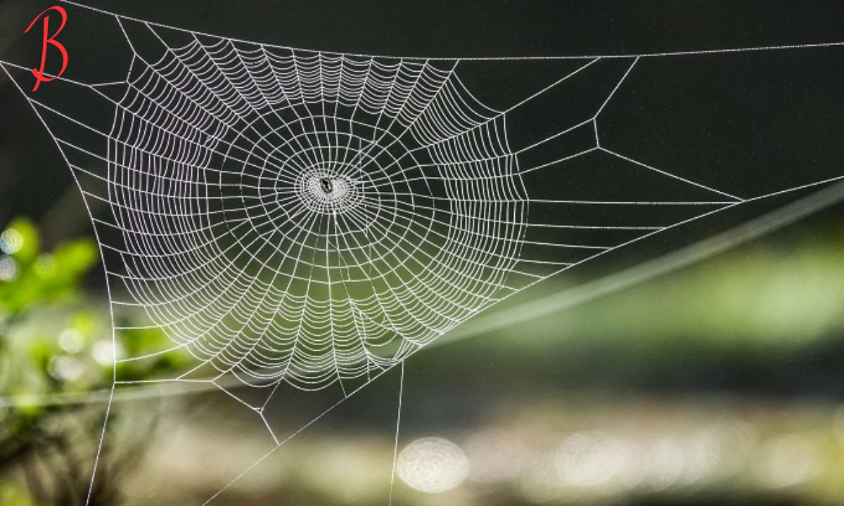 Lesy and Spiderweb Unraveling the Mysteries of Two Natural Wonders