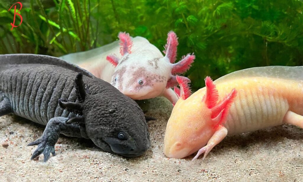 Myths and Misconceptions About Axolotls