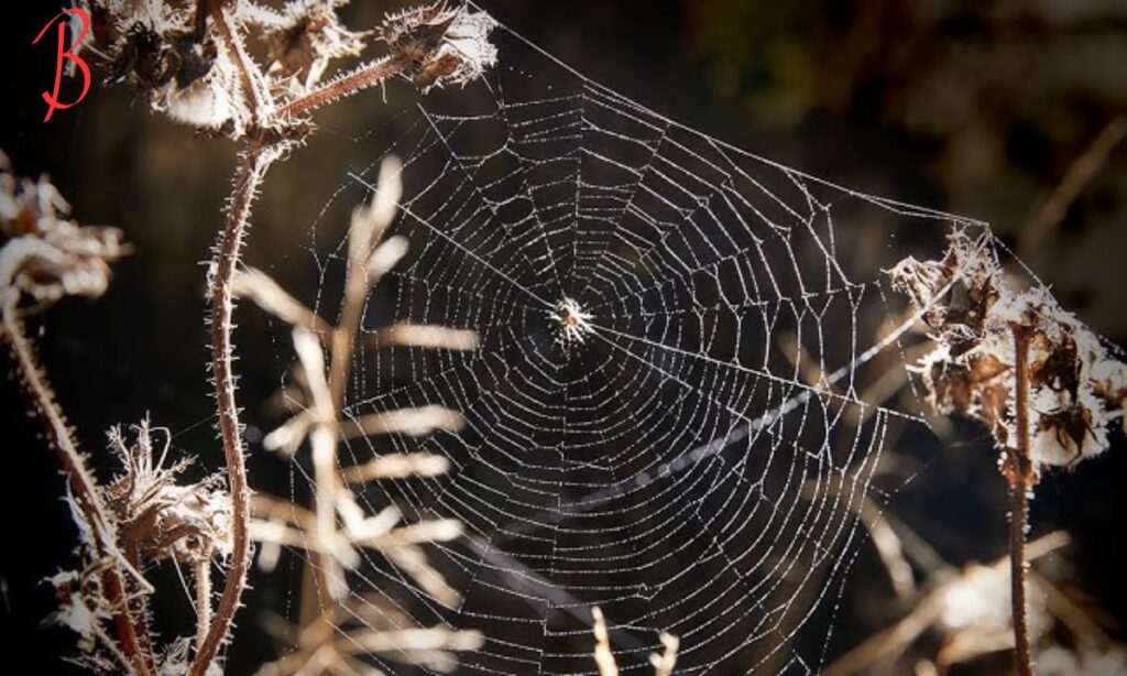 Preservation Efforts for Lesy and Spiderweb