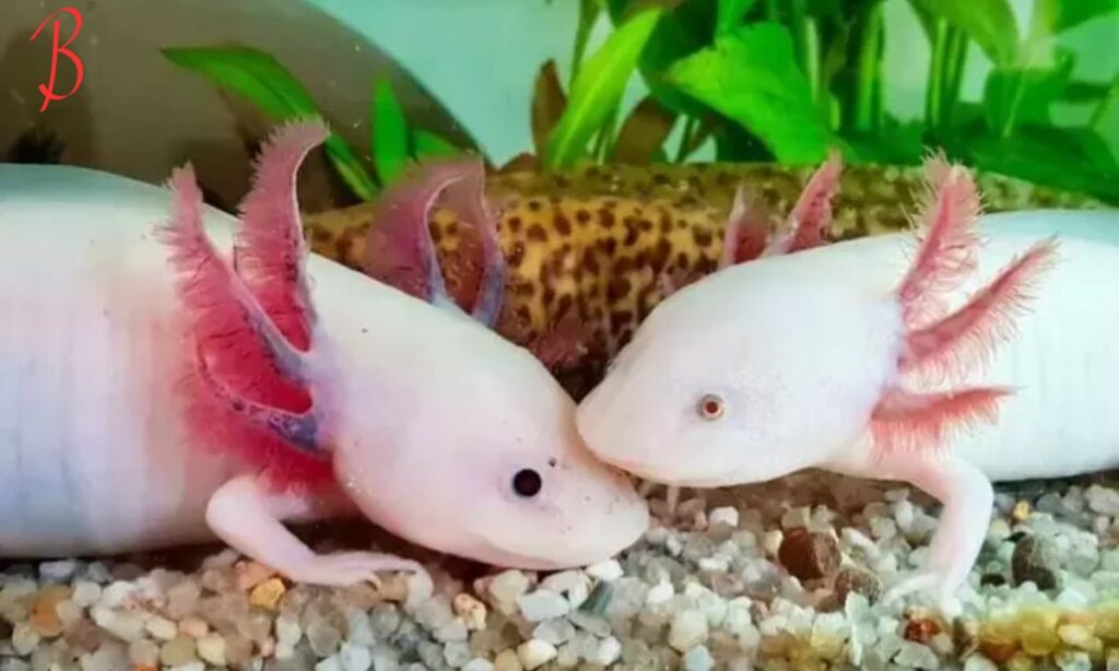 The Conservation Challenges of Axolotls